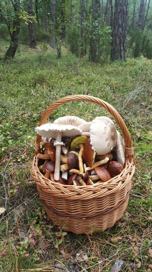 Male Gacno Borywoodヴィラ エクステリア 写真