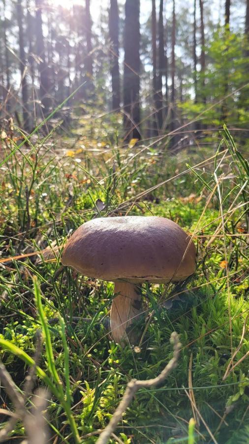Male Gacno Borywoodヴィラ エクステリア 写真