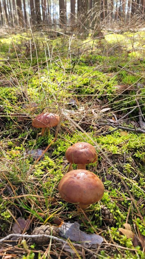 Male Gacno Borywoodヴィラ エクステリア 写真